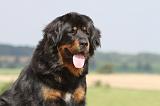 DOGUE DU TIBET 010
